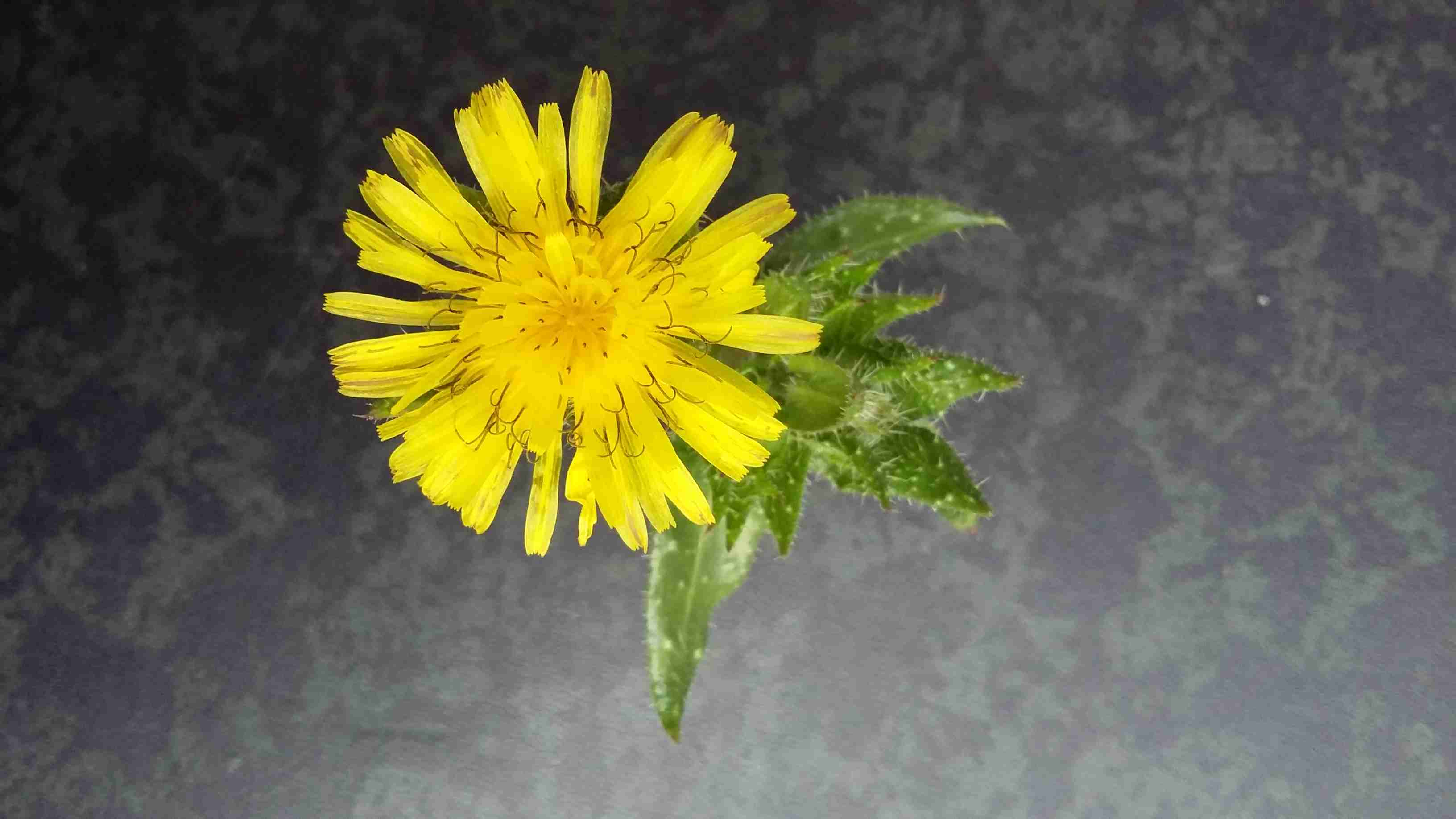 Annexe Helminthotheca echioides 2.jpg