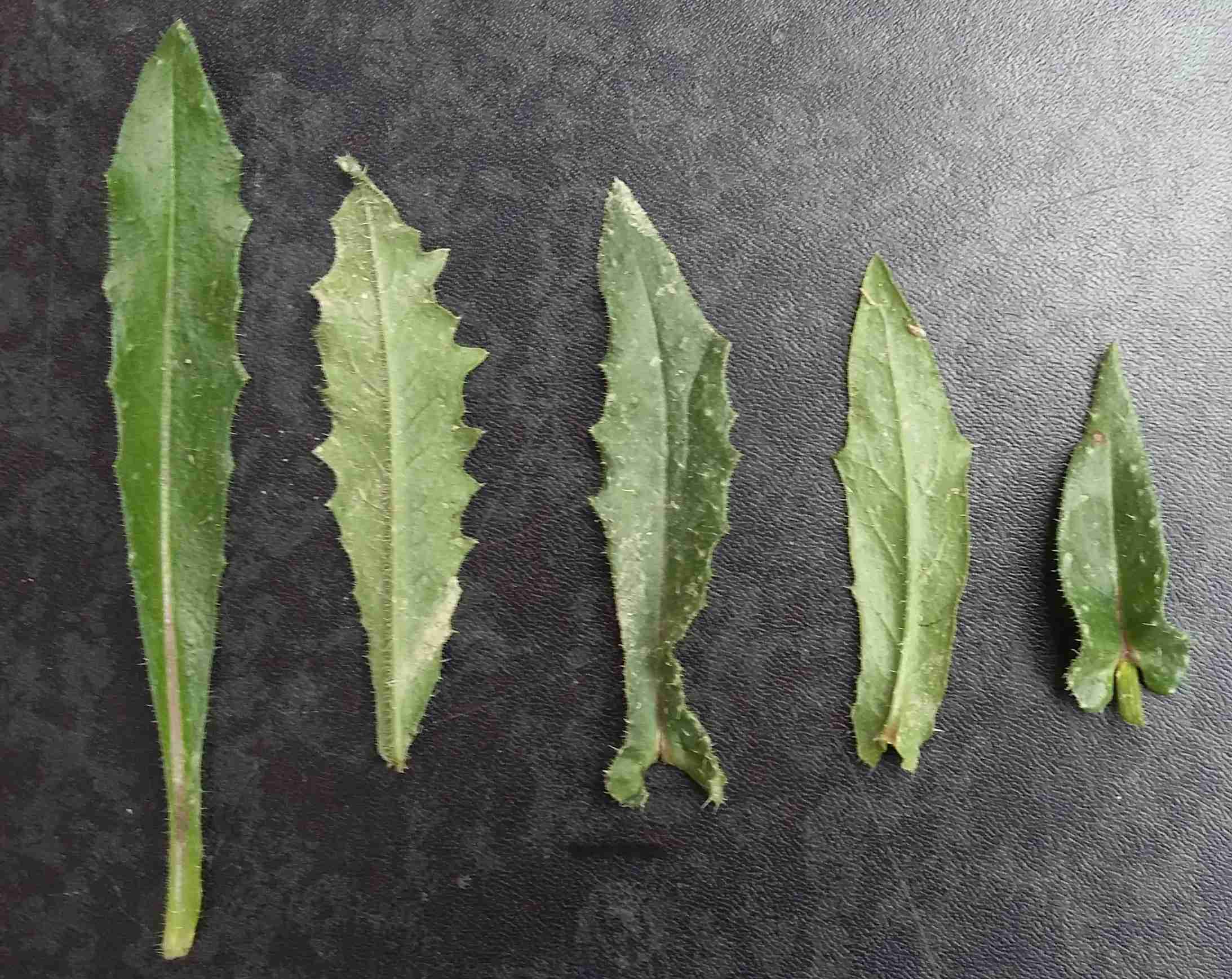 Annexe Helminthotheca echioides 3.jpg