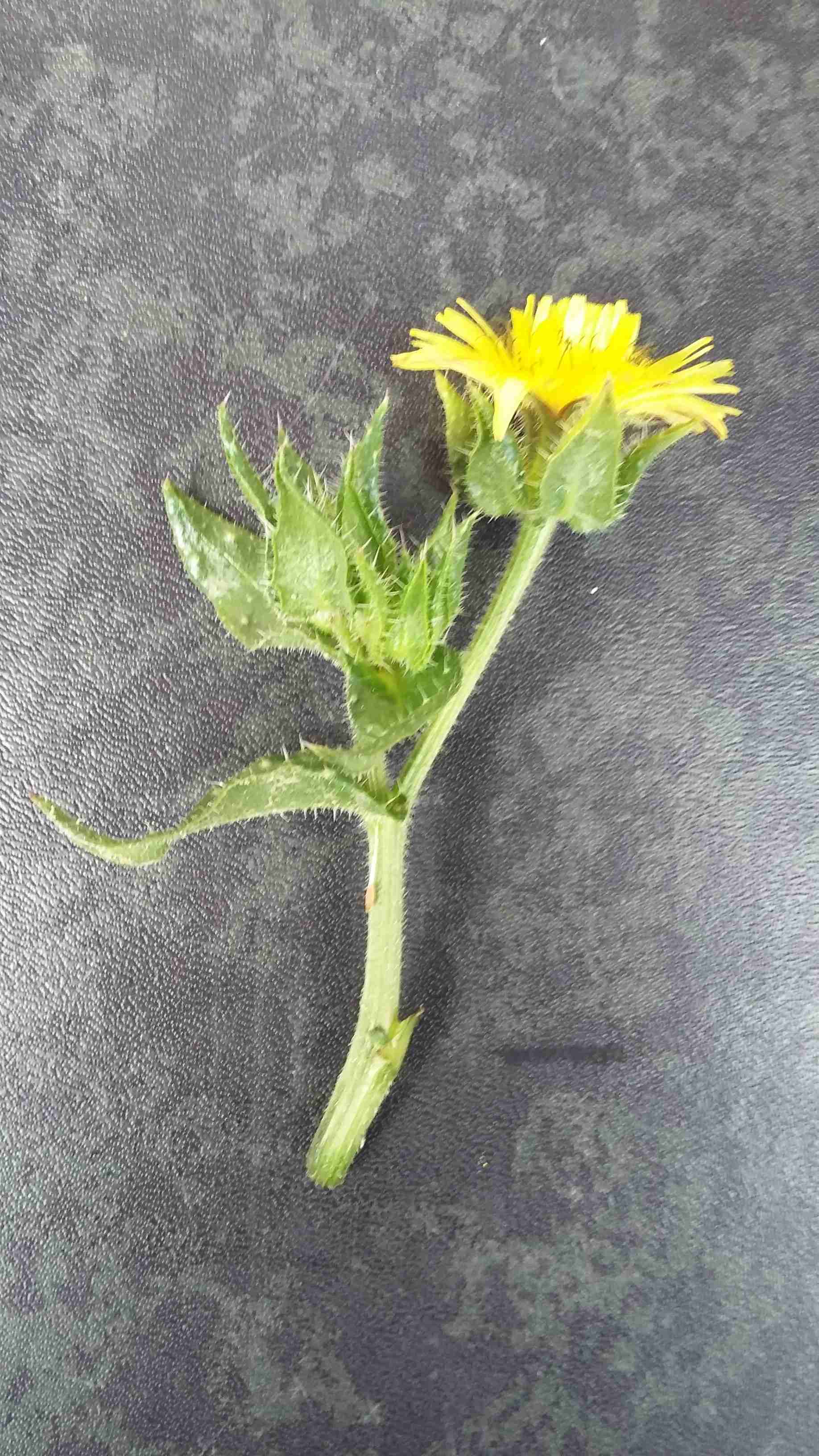 Annexe Helminthotheca echioides 4.jpg