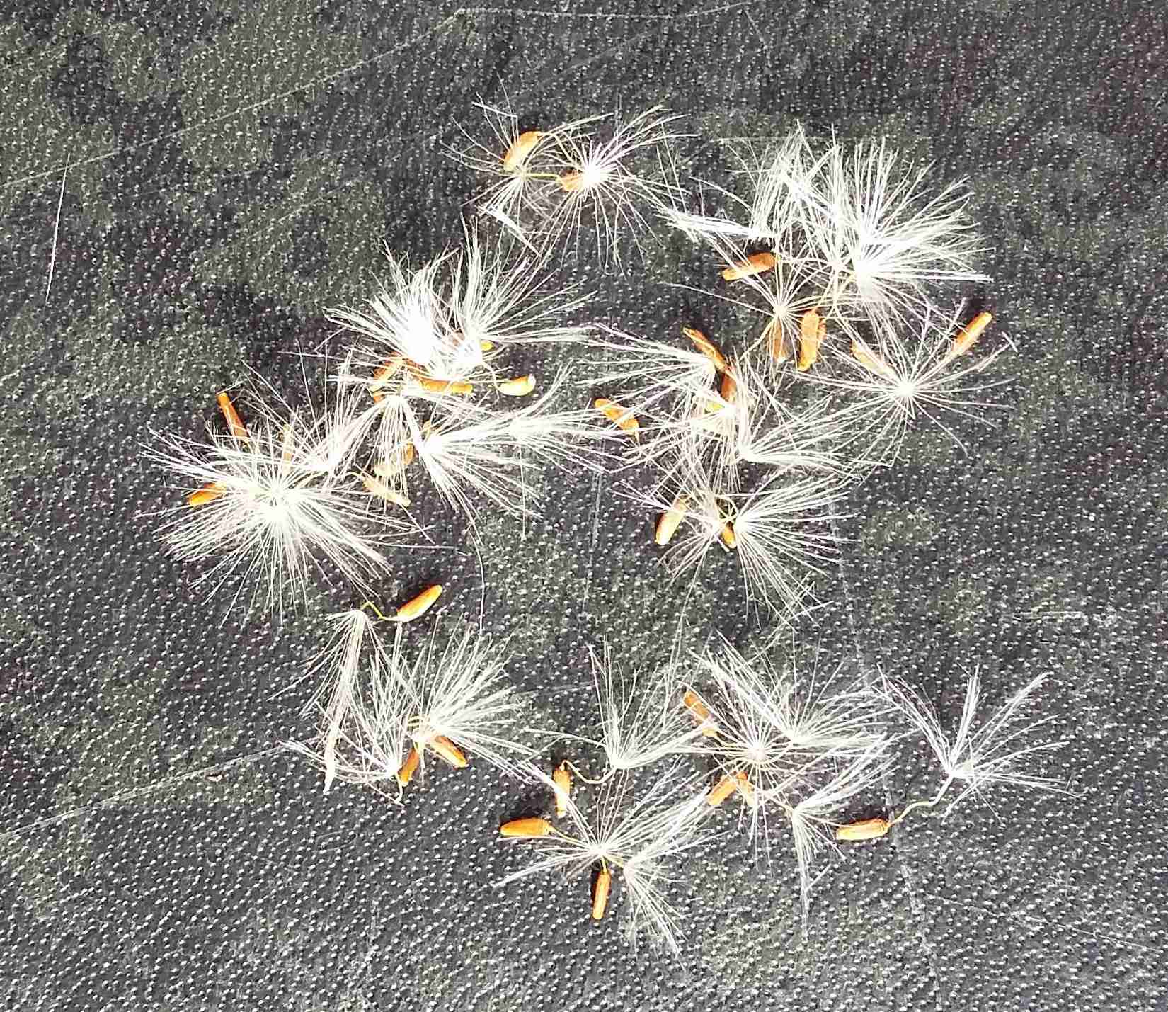 Annexe Helminthotheca echioides 6.jpg