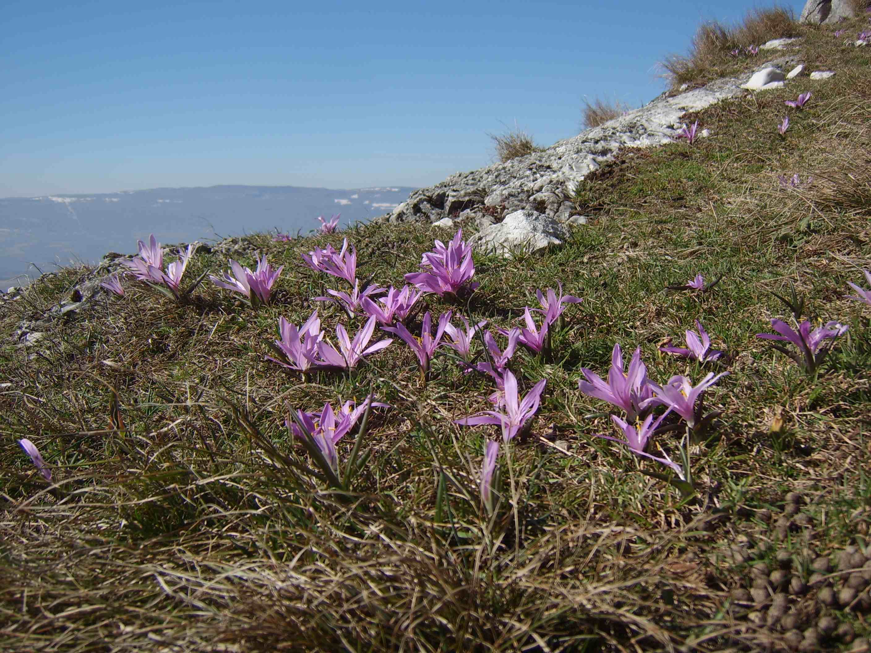 Annexe Colchicum bulbocodium.jpg