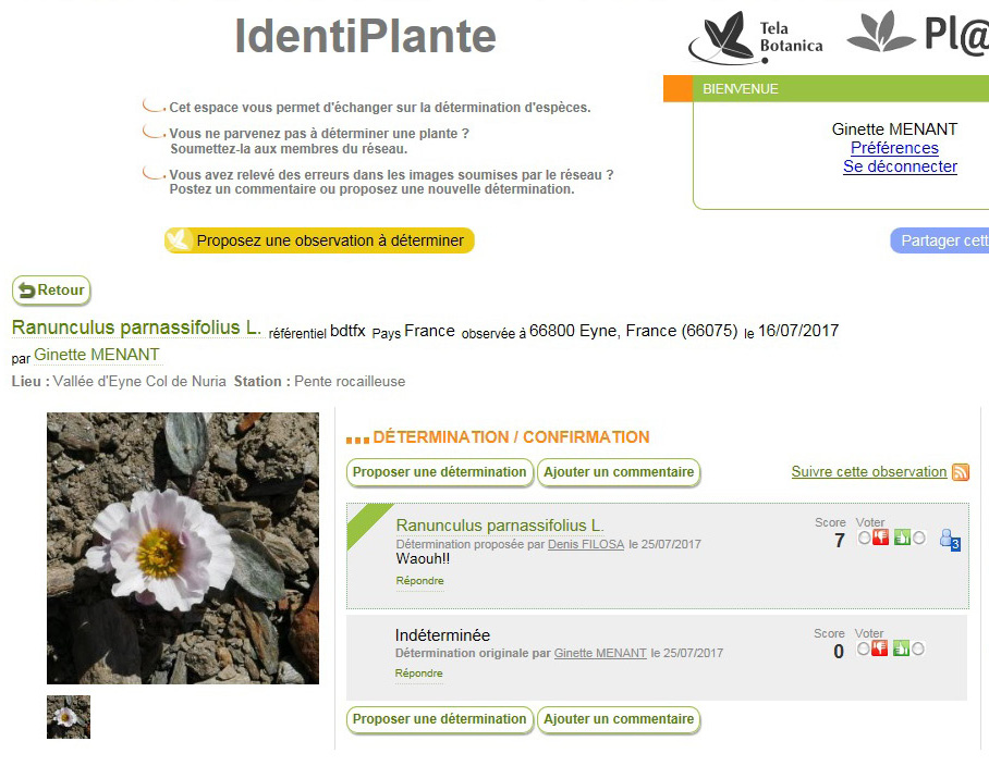 Annexe Ranunculus parnassifolius L..jpg