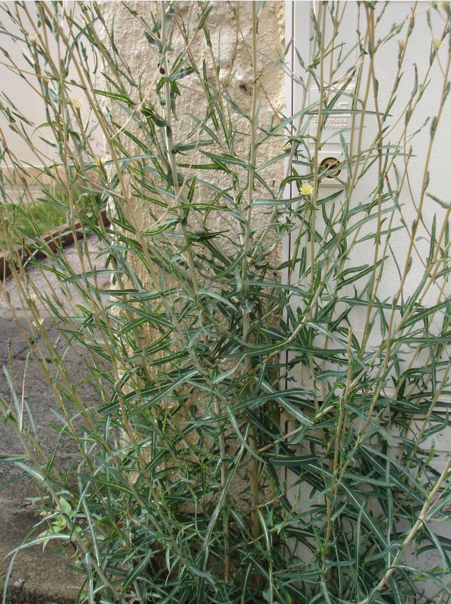 Annexe Lactuca saligna.JPG