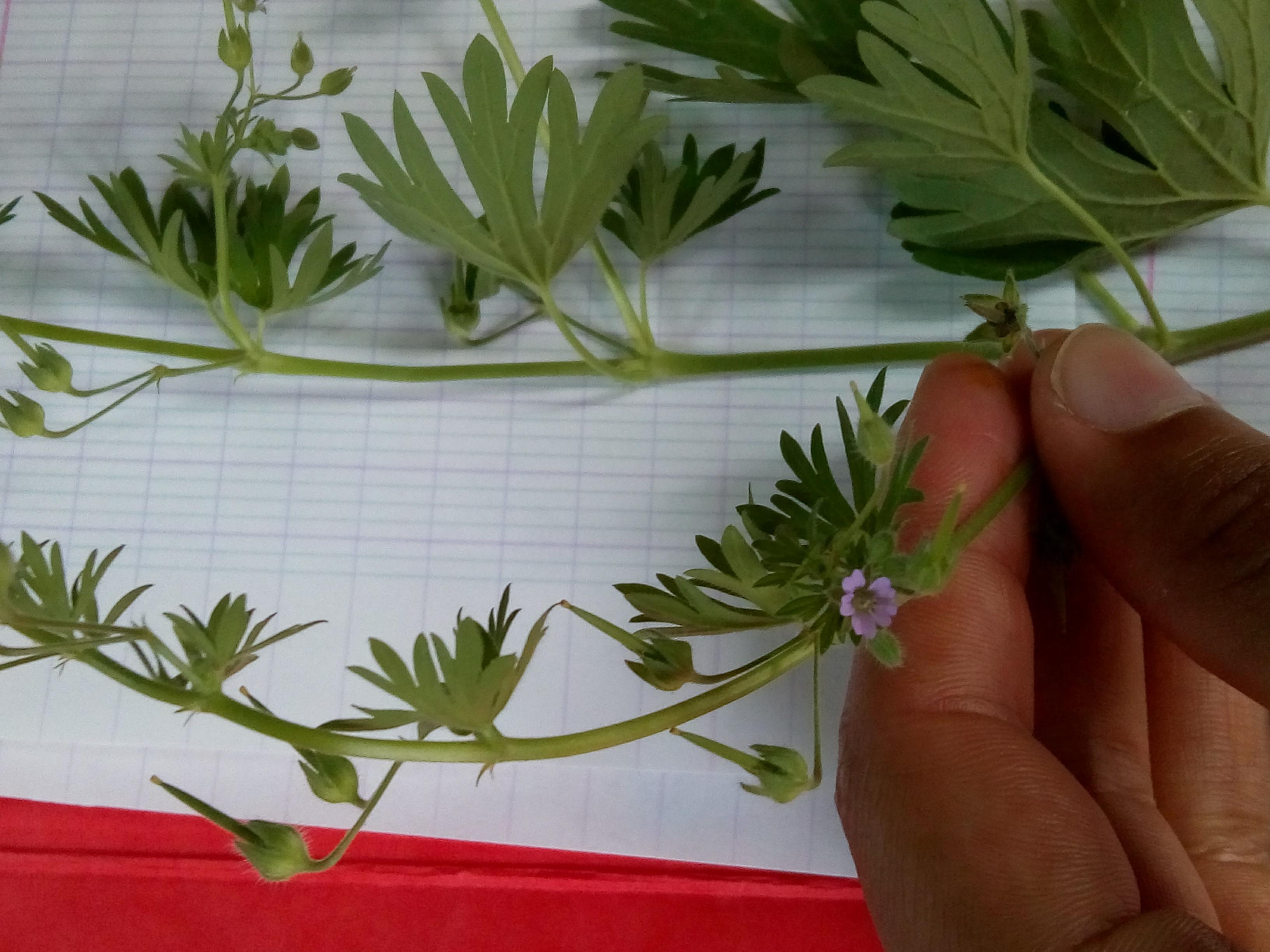 Plante verte à feuilles opposées palmatiséquées à petites fleurs violettes dialypétales