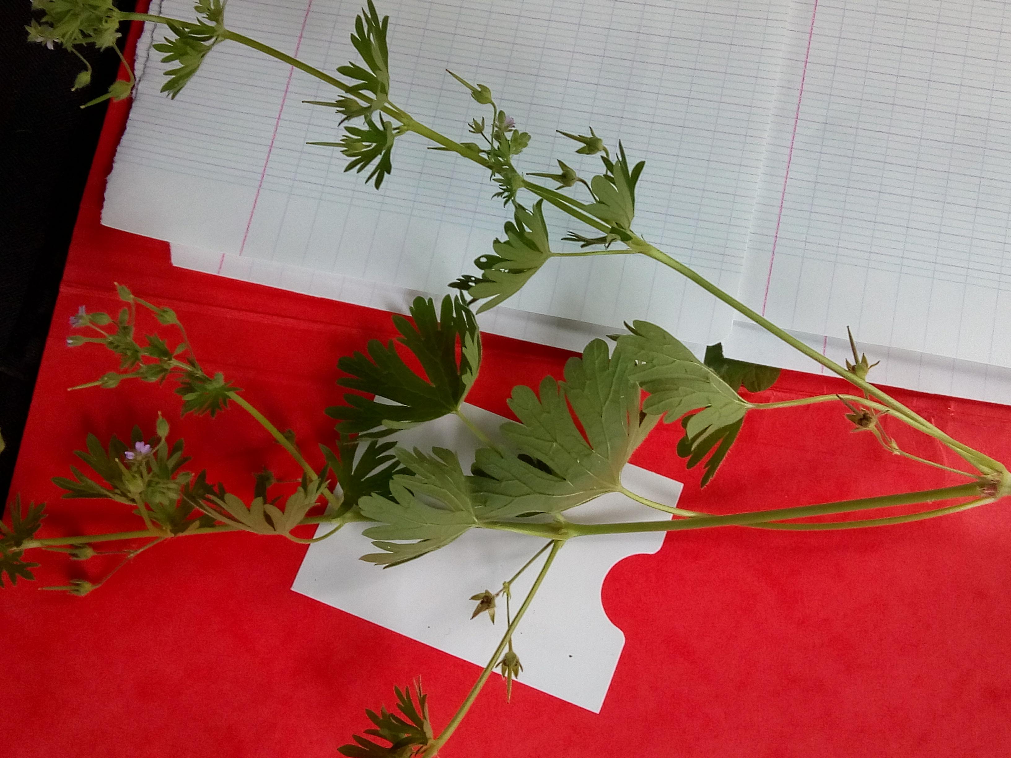 Plante verte à feuilles opposées palmatiséquées à petites fleurs violettes dialypétales