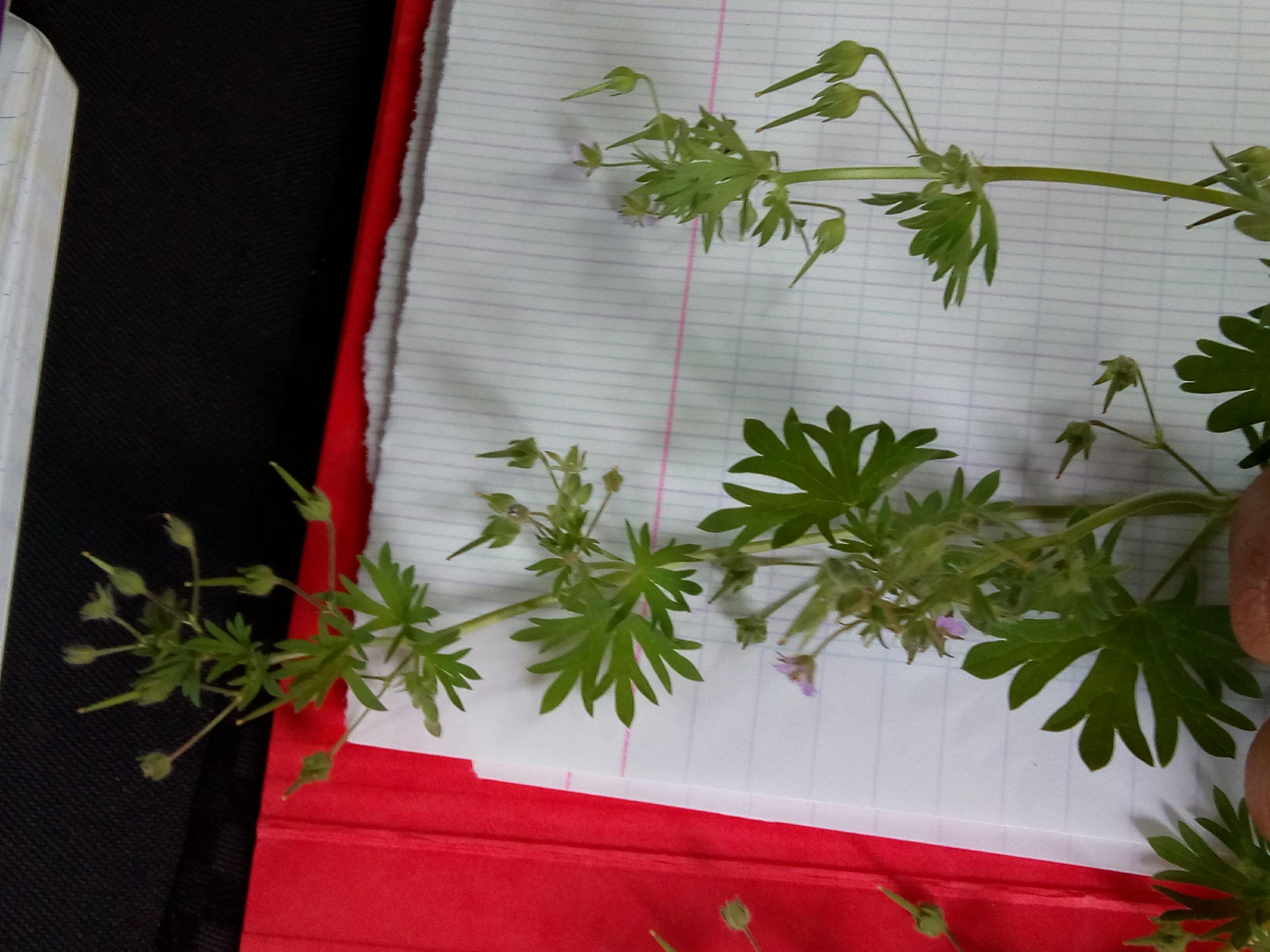 Plante verte à feuilles opposées palmatiséquées à petites fleurs violettes dialypétales