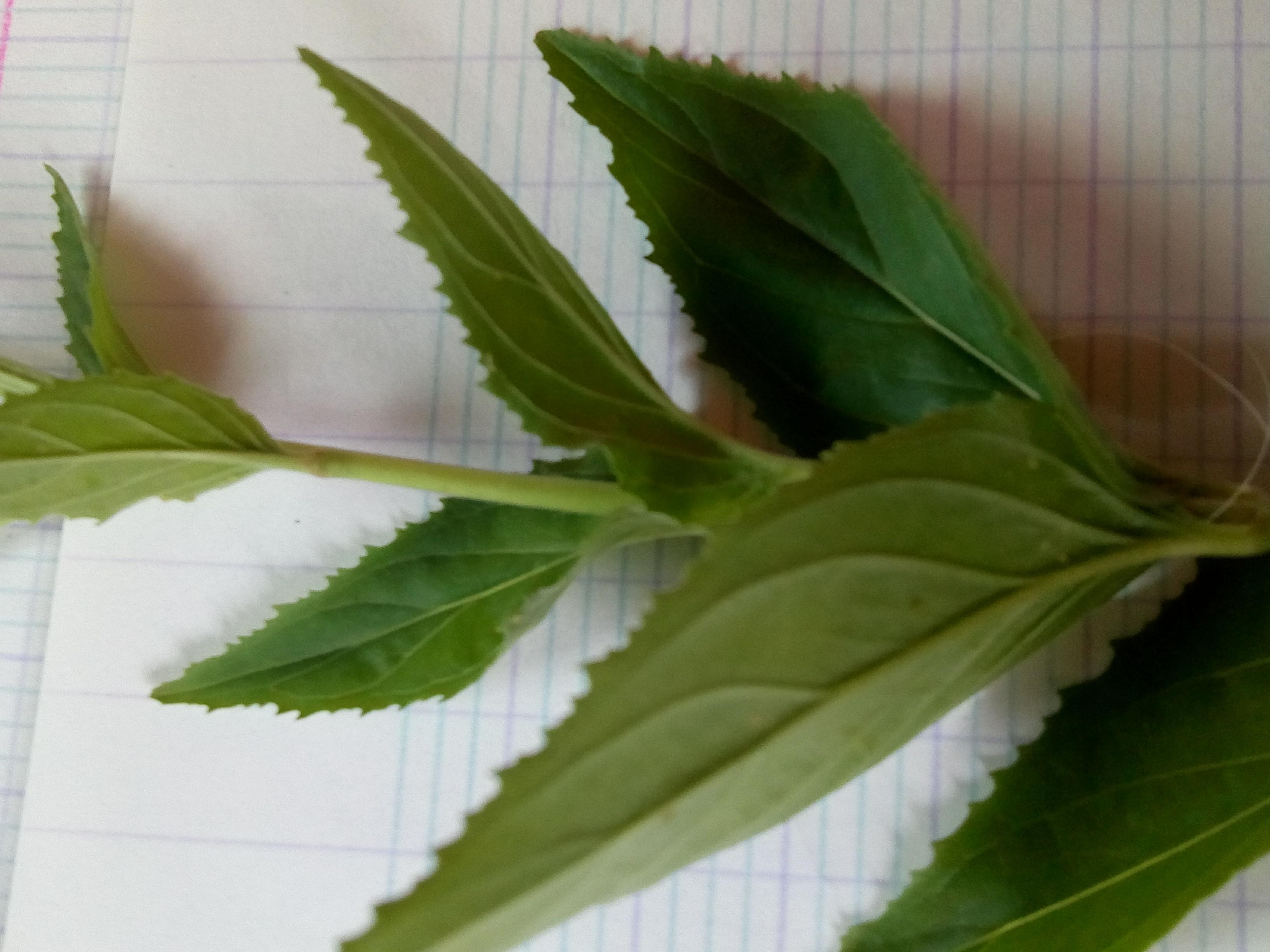 Plante verte à feuilles opposées simples à pétiole court. Fleurs tétramériques actinomorphes liliacées