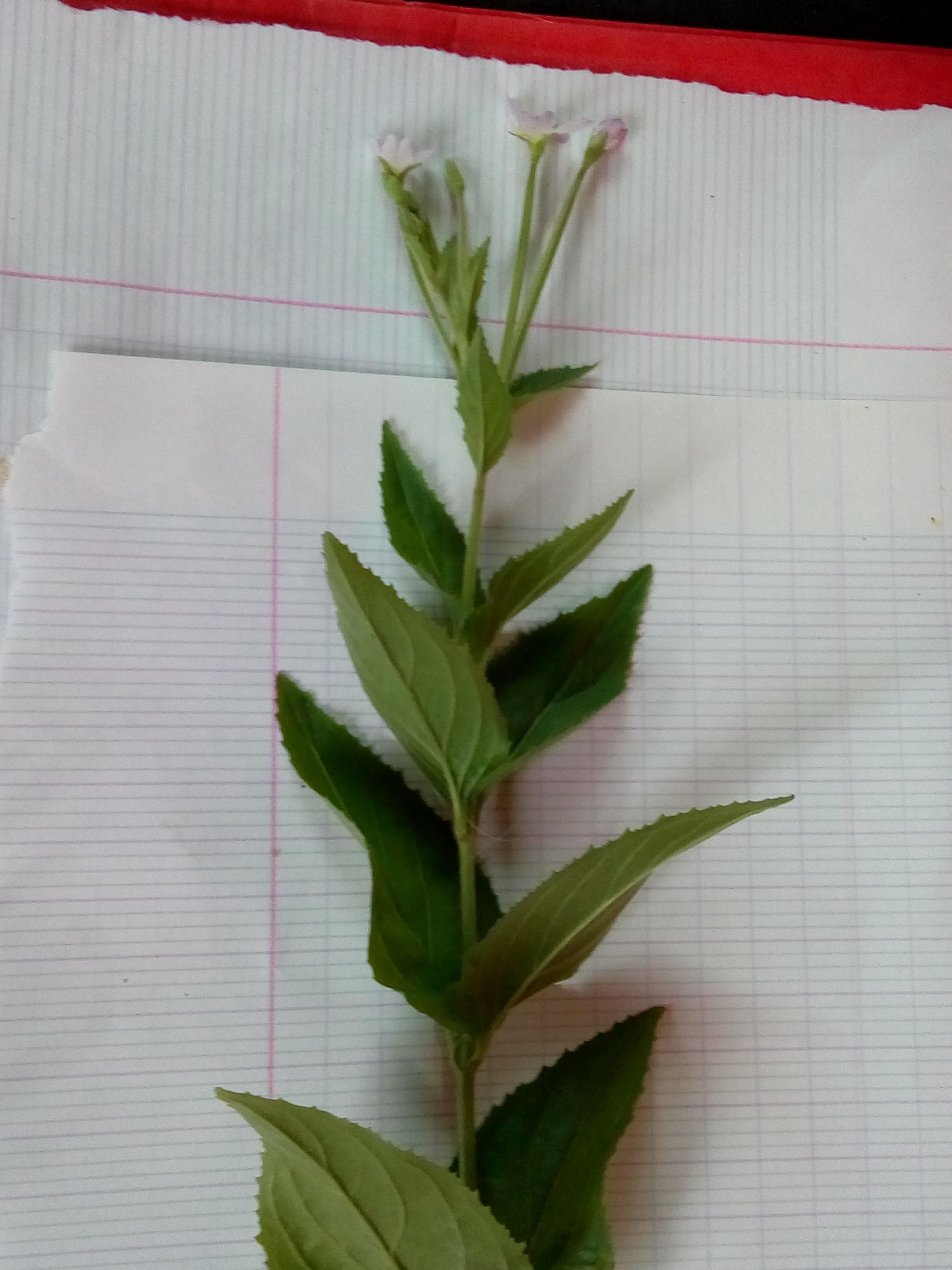 Plante verte à feuilles opposées simples à pétiole court. Fleurs tétramériques actinomorphes liliacées