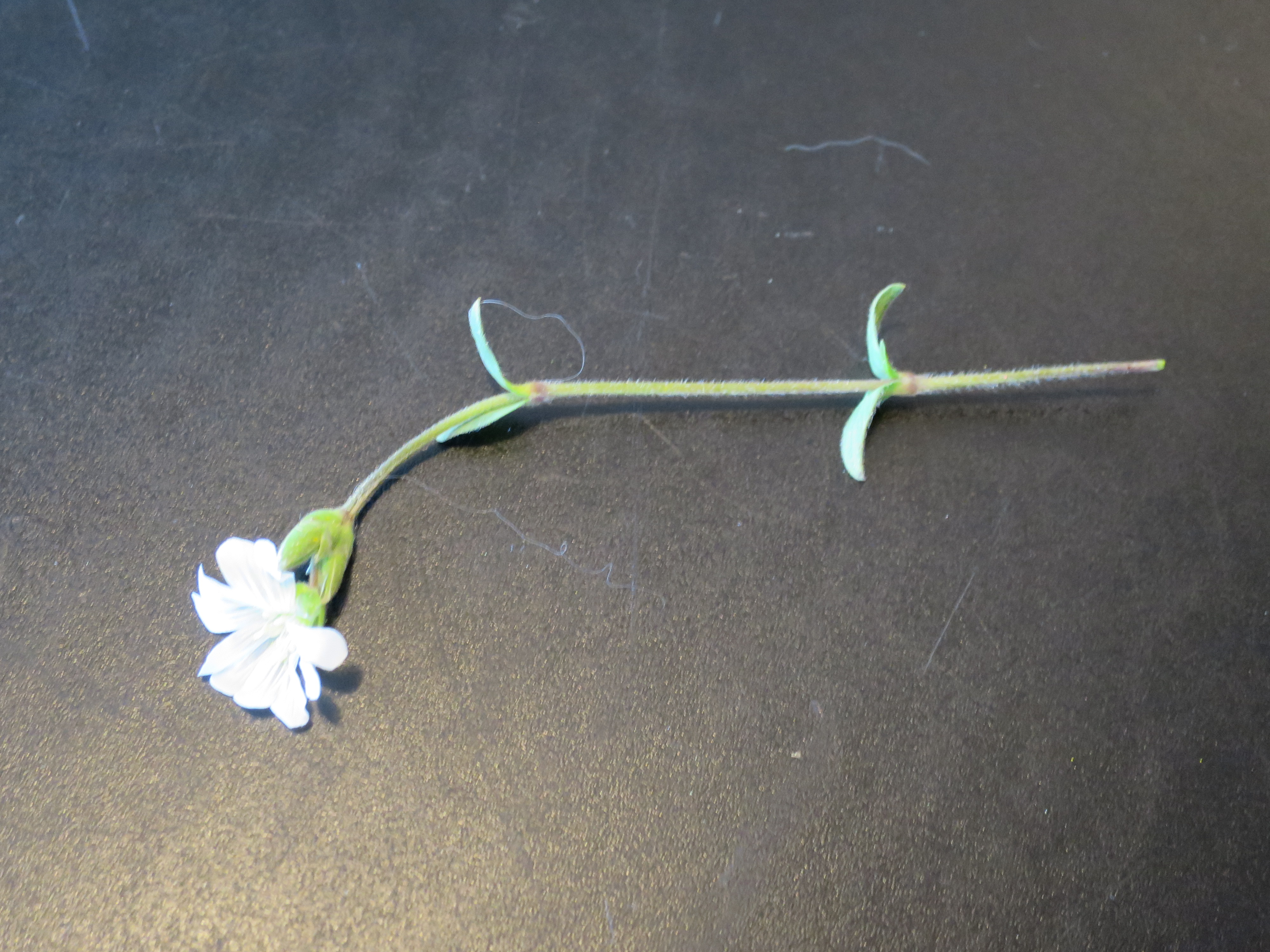 fleur dont est issu l'ovaire