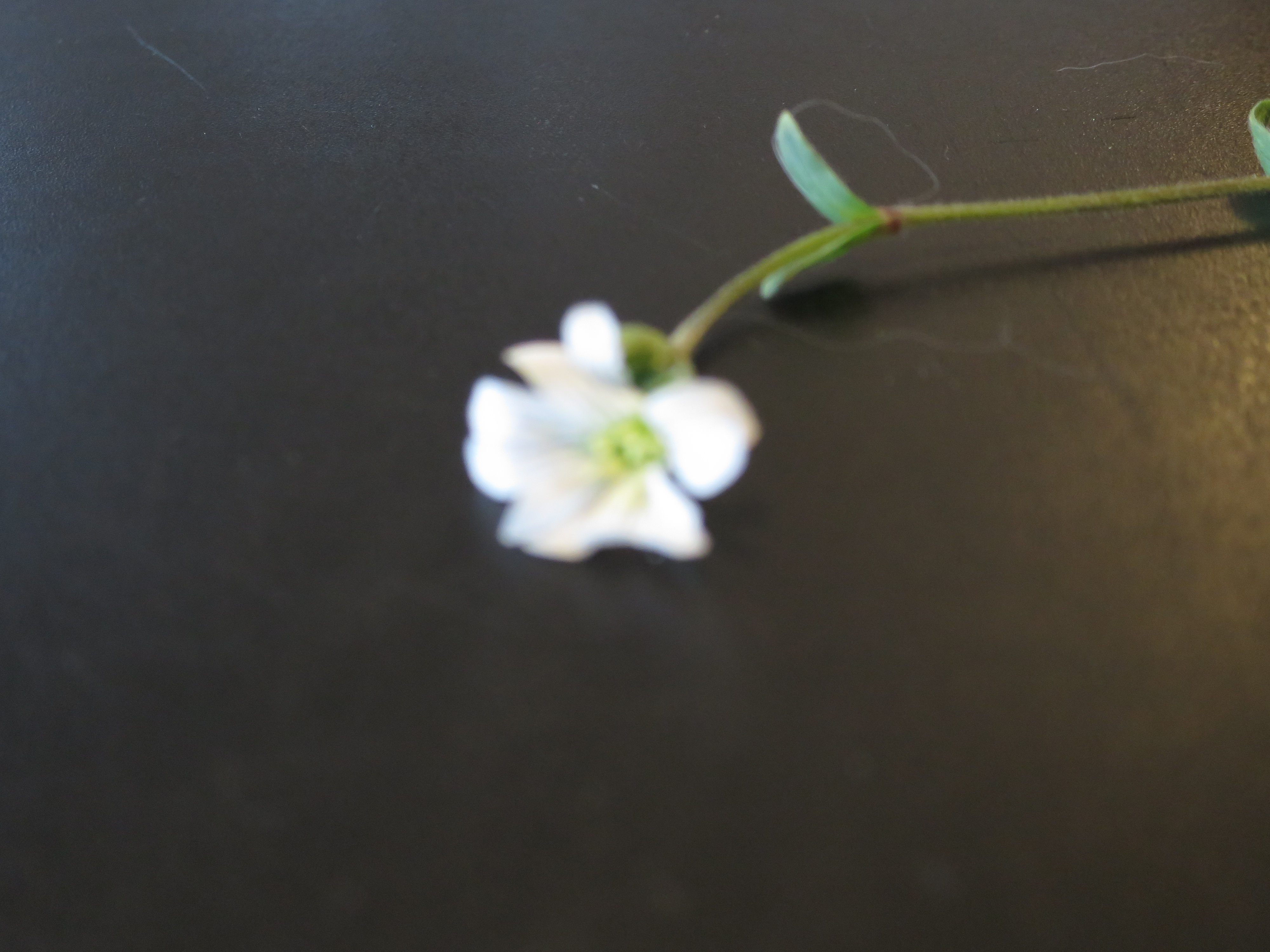 fleur dont est issu l'ovaire 2