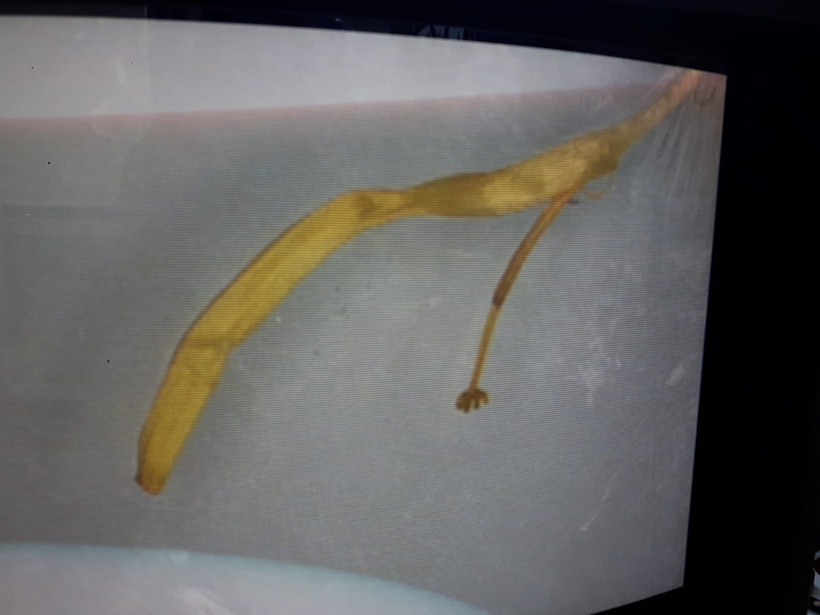 un pétal d'un pissenlit