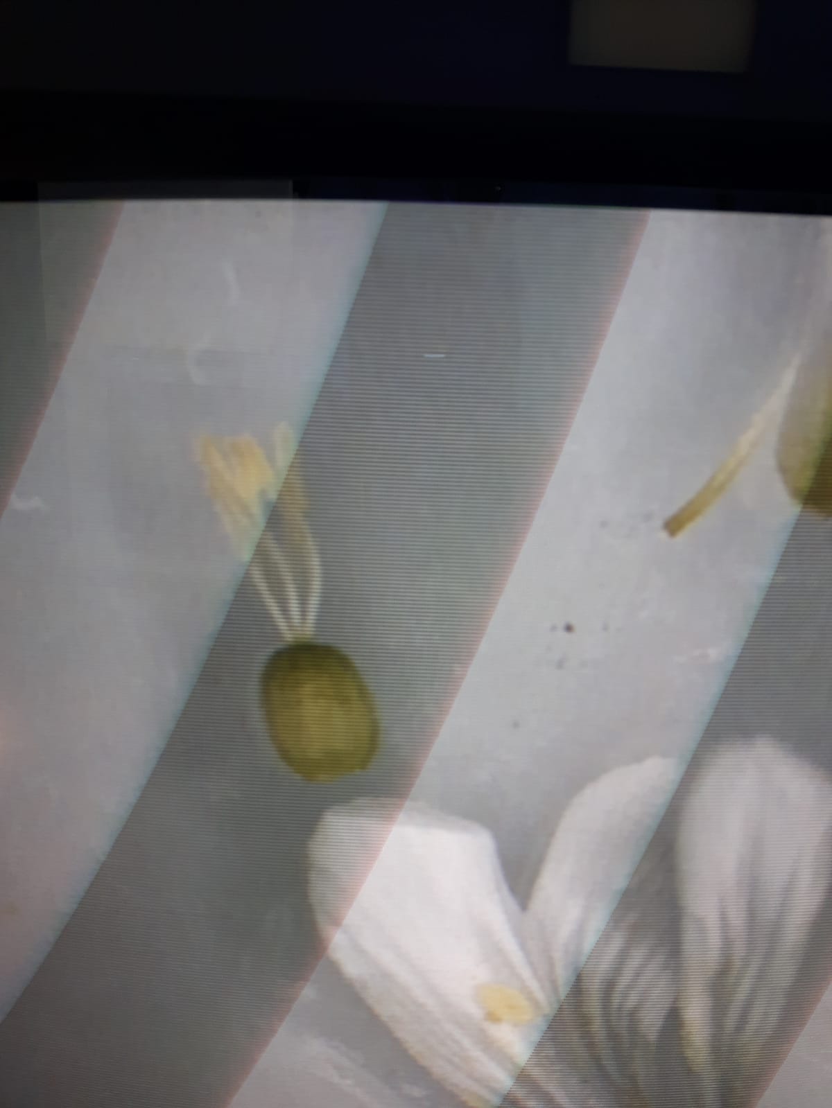 je pense ovaire d'une fleur dont je ne connais pas le nom