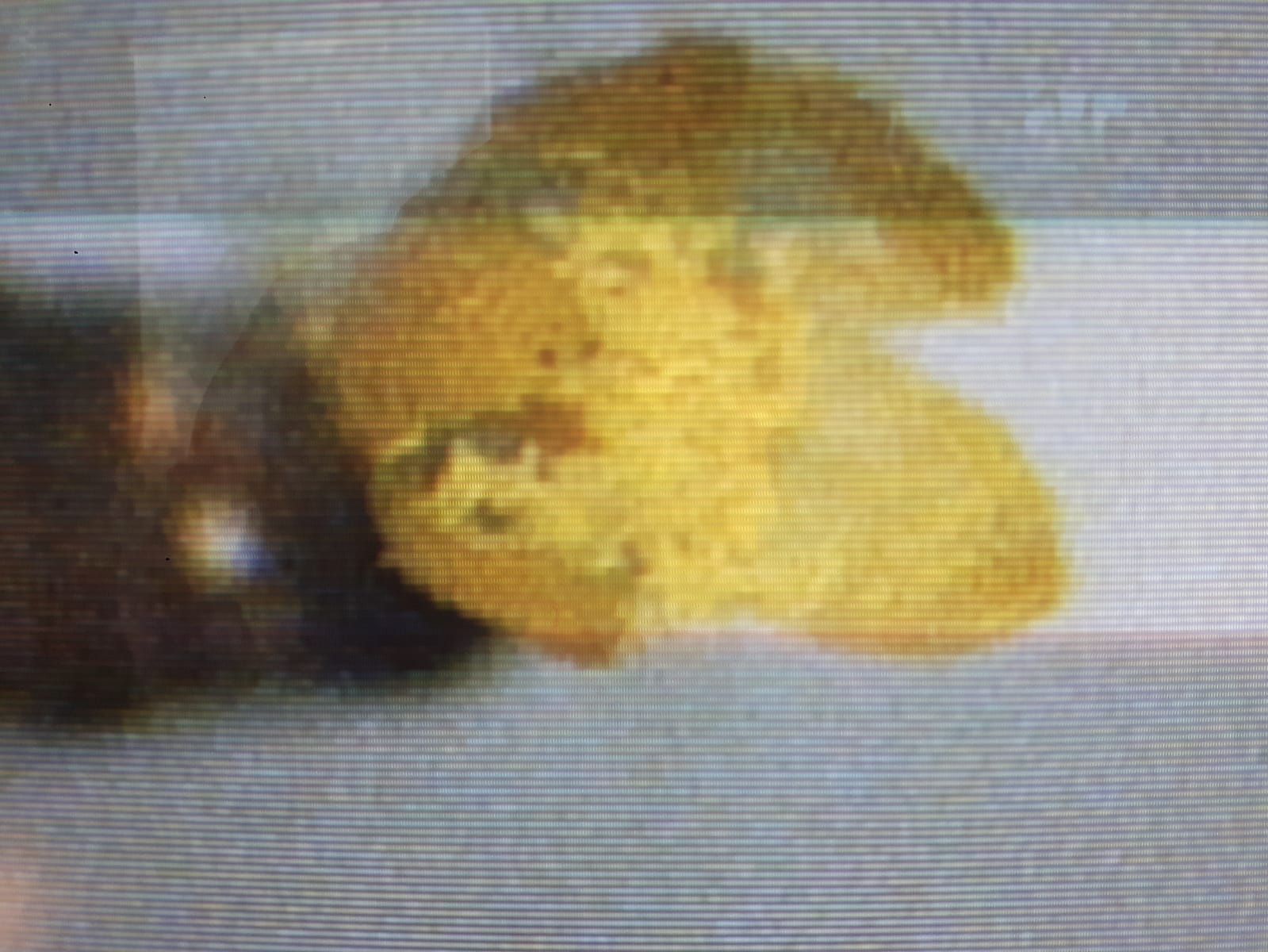 partie jaune de la paquerette