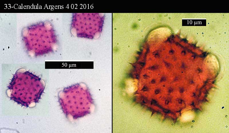 Calendula arvensis : pollen à 4 pores