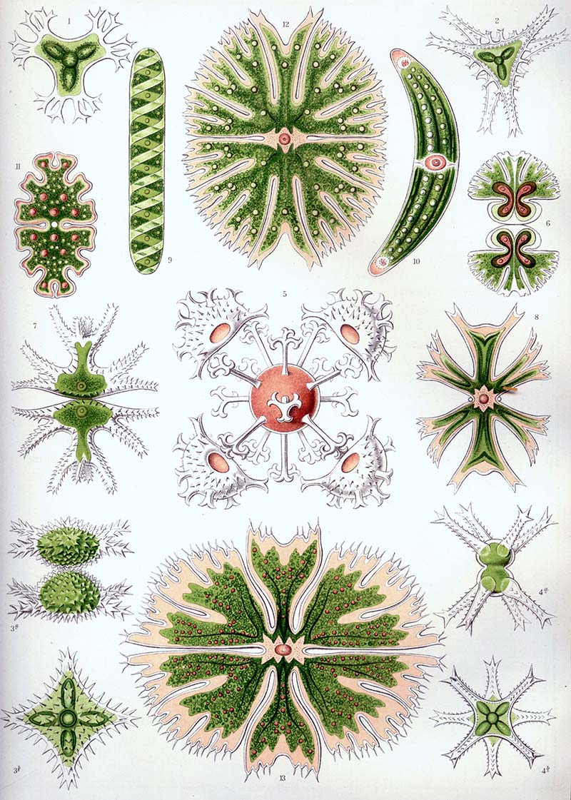 Ernst Haeckel : Desmides