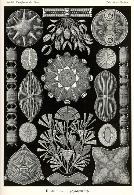 Ernst Haeckel : Diatomées