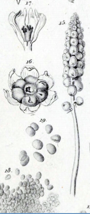 dessins des frères Tulasne
