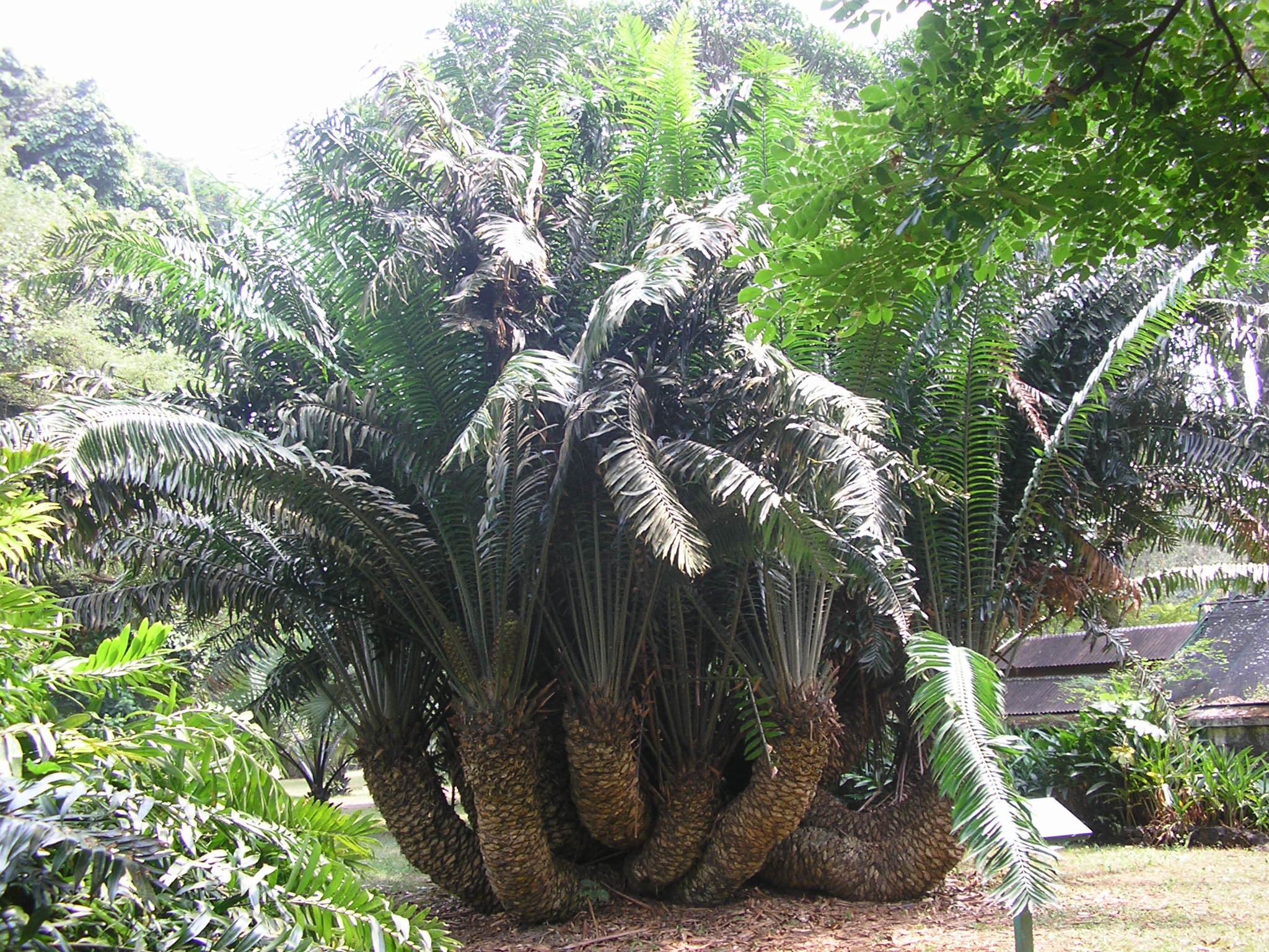 Jardin_botanique_Limbe