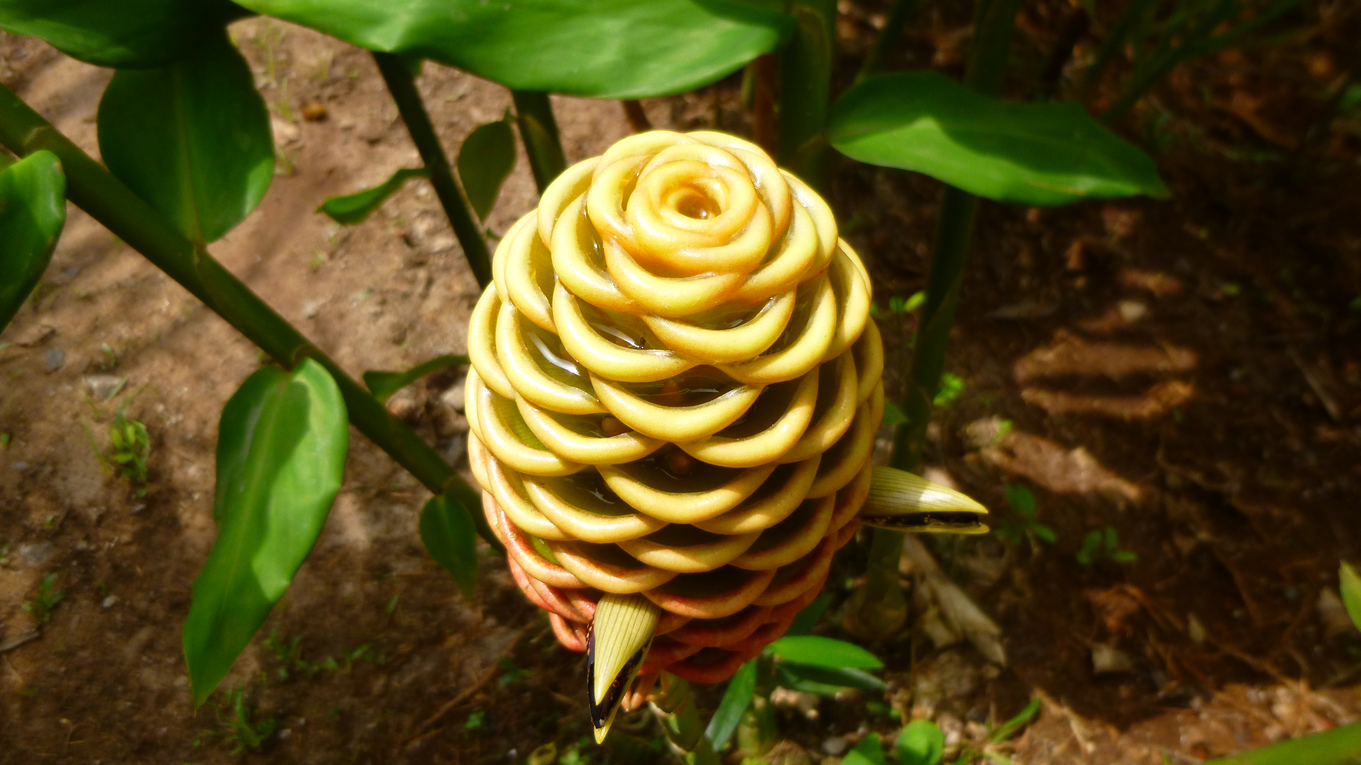 une drole de fleur dans un jardin du cameroun