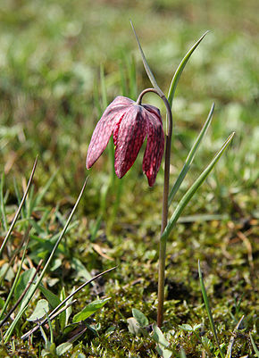 Annexe Fritillaria_meleagris_wikisource.jpg