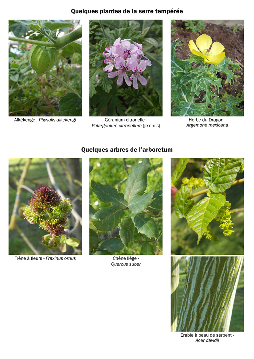 Annexe fiches_jardin_botanique_reduit-3.jpg