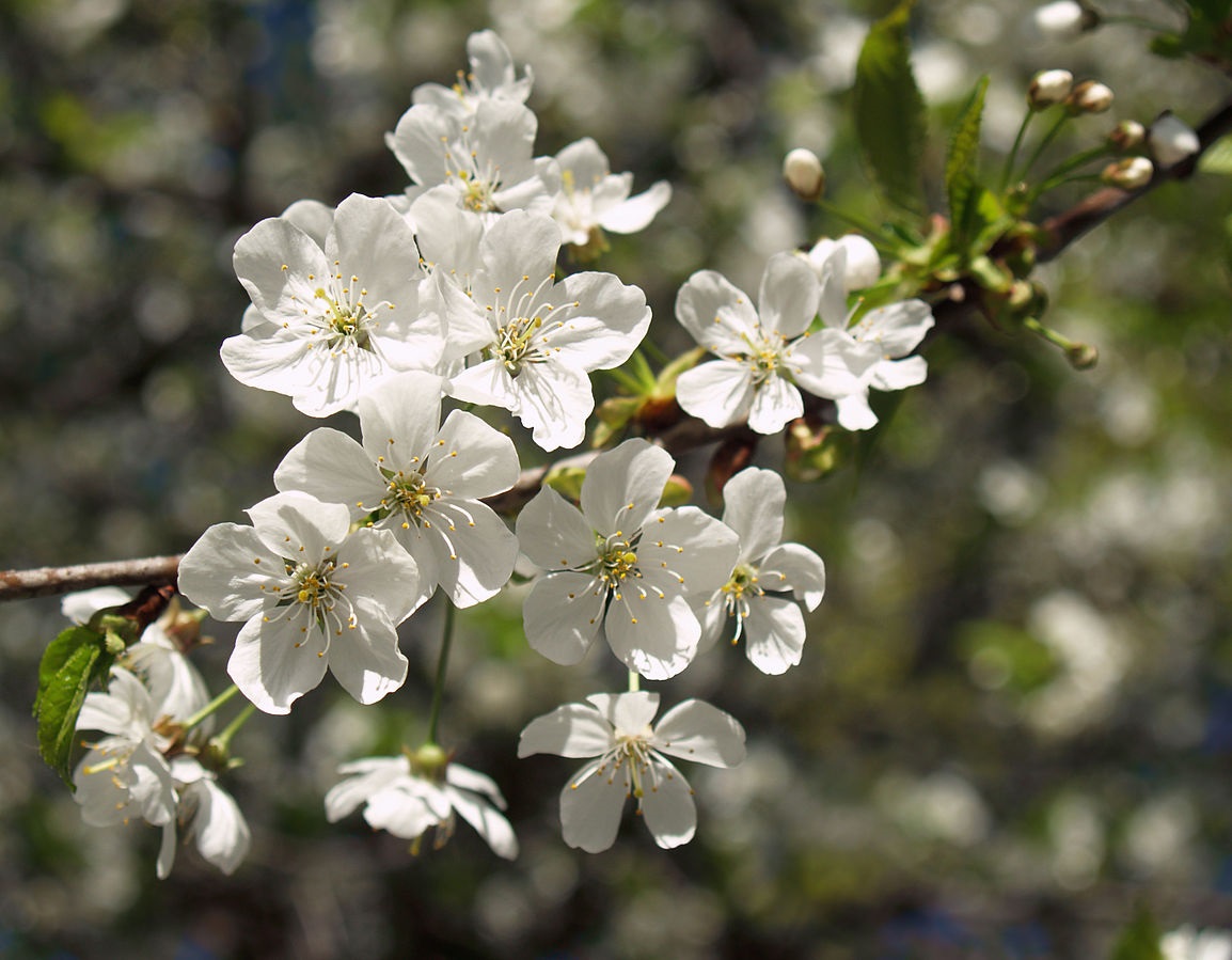Annexe 22 Prunus cerasus fleurs.jpg