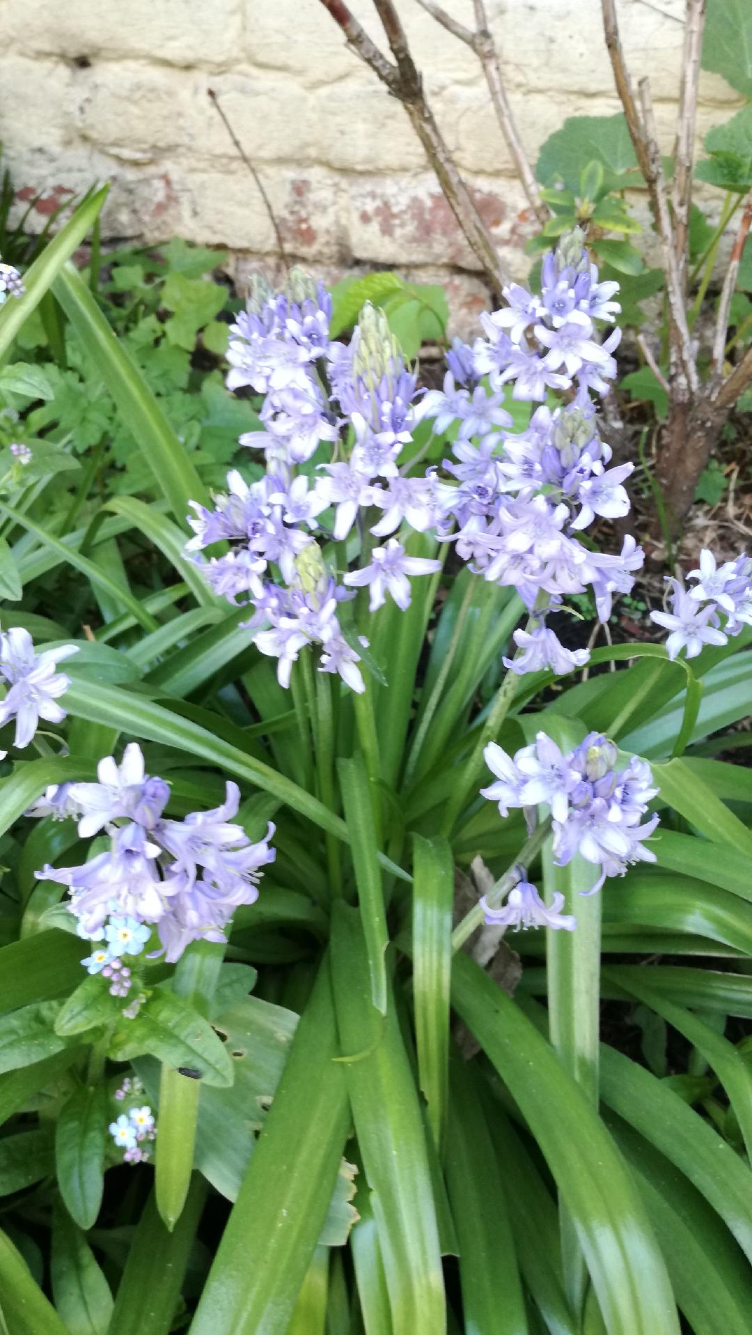 Annexe jacinthe jardin.jpg