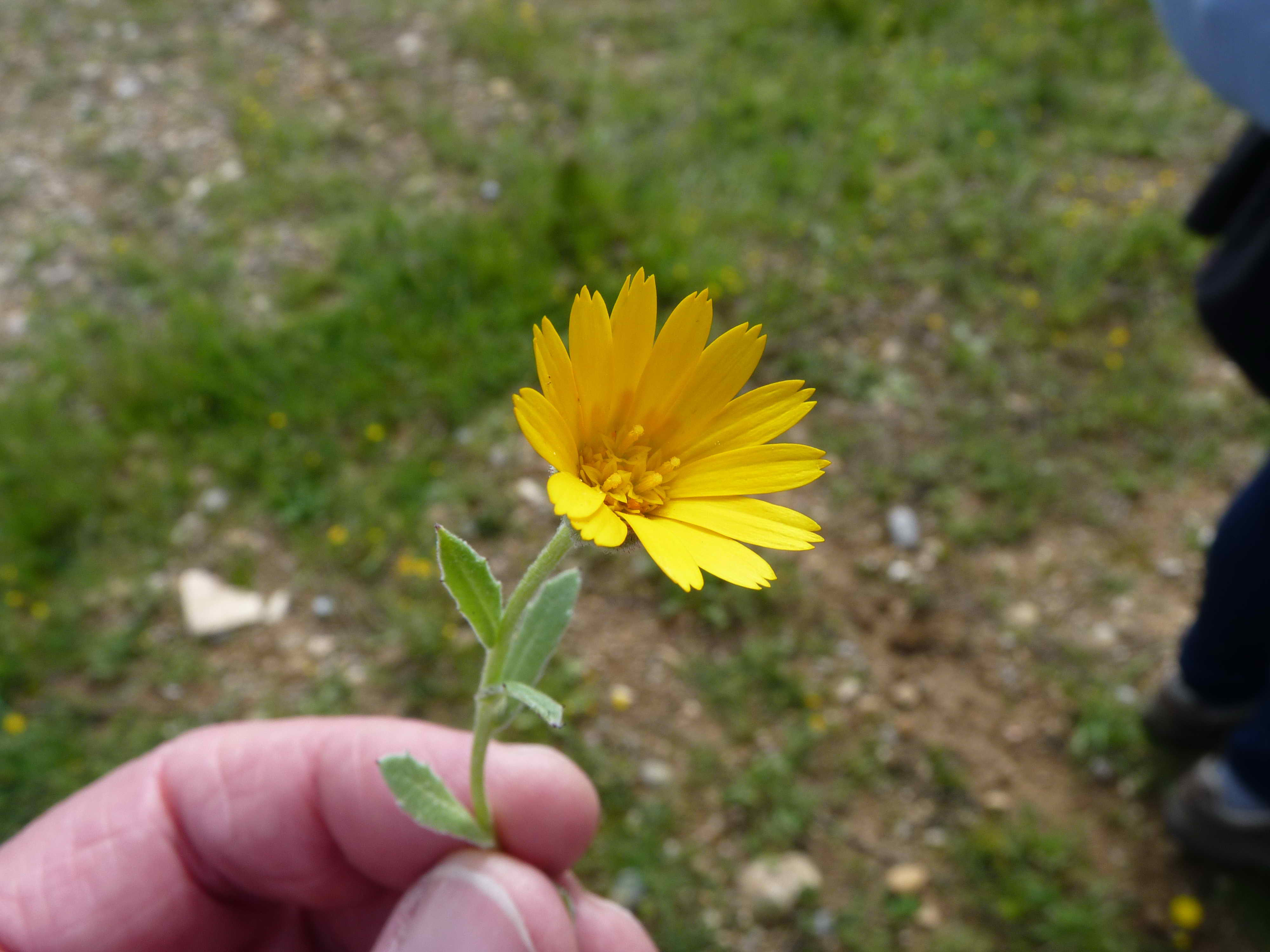 Annexe Calendula .JPG