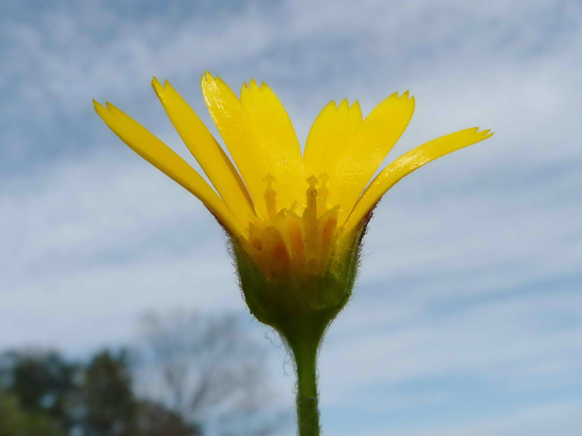 Annexe Calendula coupe .JPG