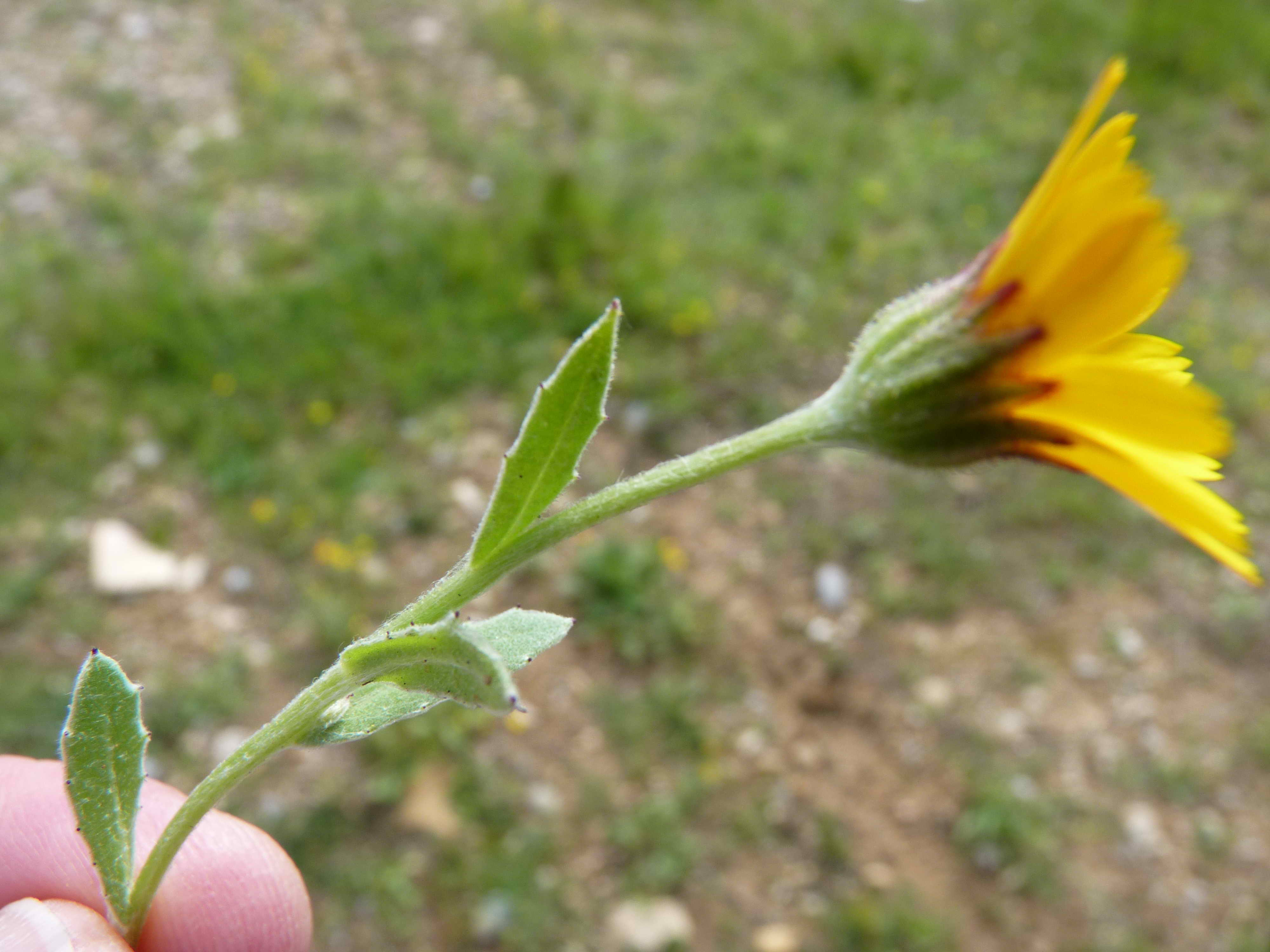 Annexe Calendula de profil.JPG