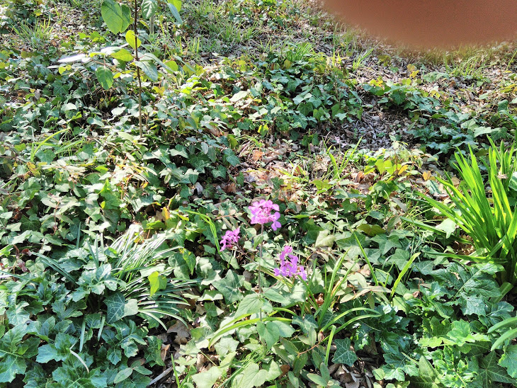 Annexe IMG_20180328_164643.jpg