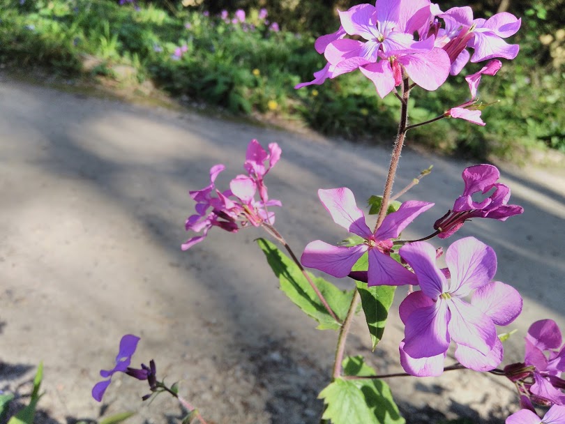 Annexe IMG_20180328_164744.jpg