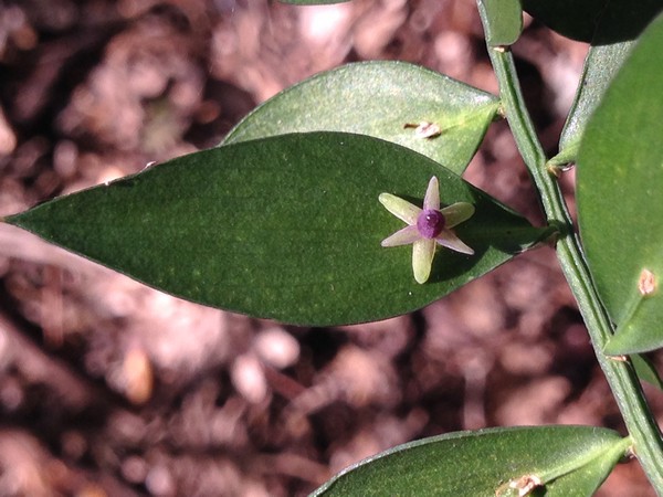 Annexe tn_IMG_3676.JPG