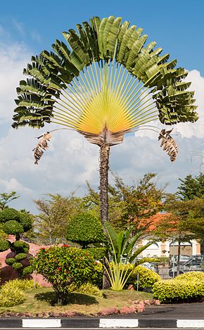 Annexe 290px-Penang_Malaysia_Ravenala-madagascariensis-01.jpg