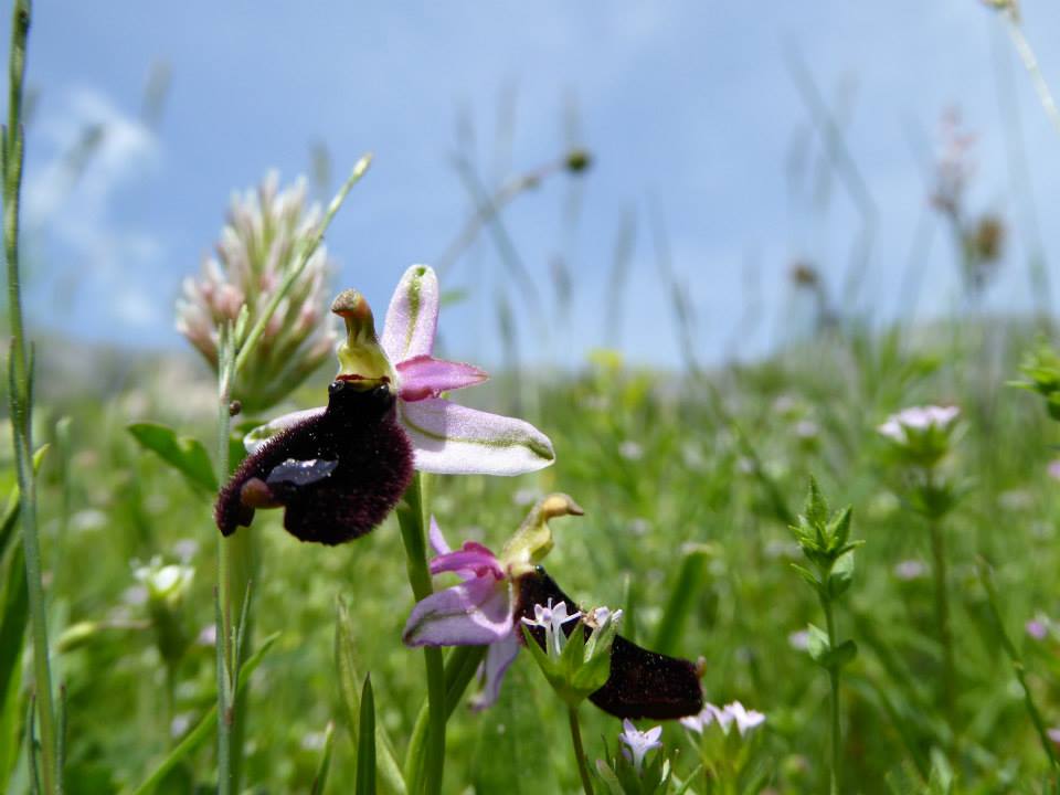 Annexe fleurs des champs.jpg
