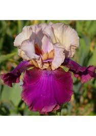 Annexe iris jazz festival.jpeg