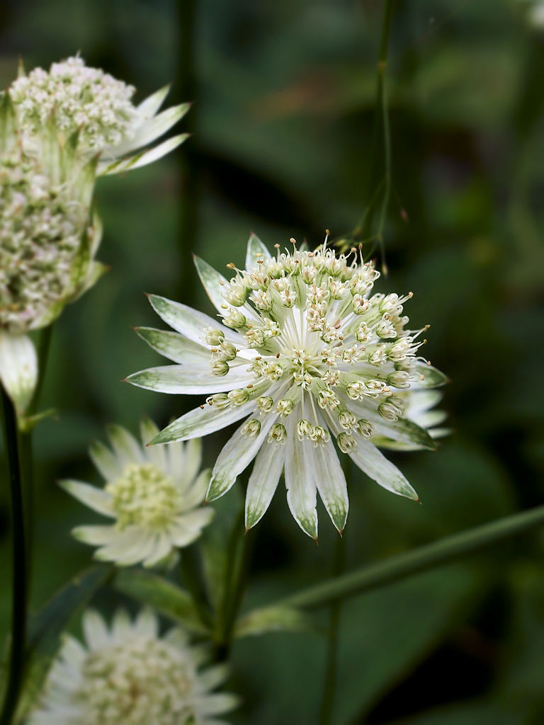 Annexe Astrantia major.jpg