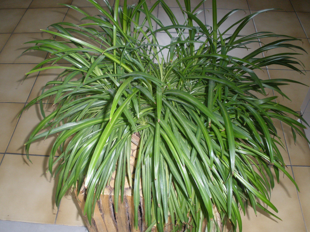 Annexe Chlorophytum.JPG