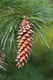 Annexe Cônes de Pinus ayacahuite.jpg