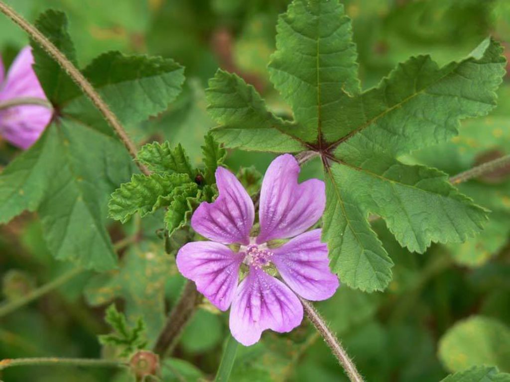 Annexe Et-si-on-cueillait-nos-plantes-medicinales-La-mauve-pour-une-belle-peau_width1024.jpg