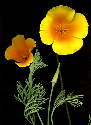 Annexe eschscholtzia.jpg