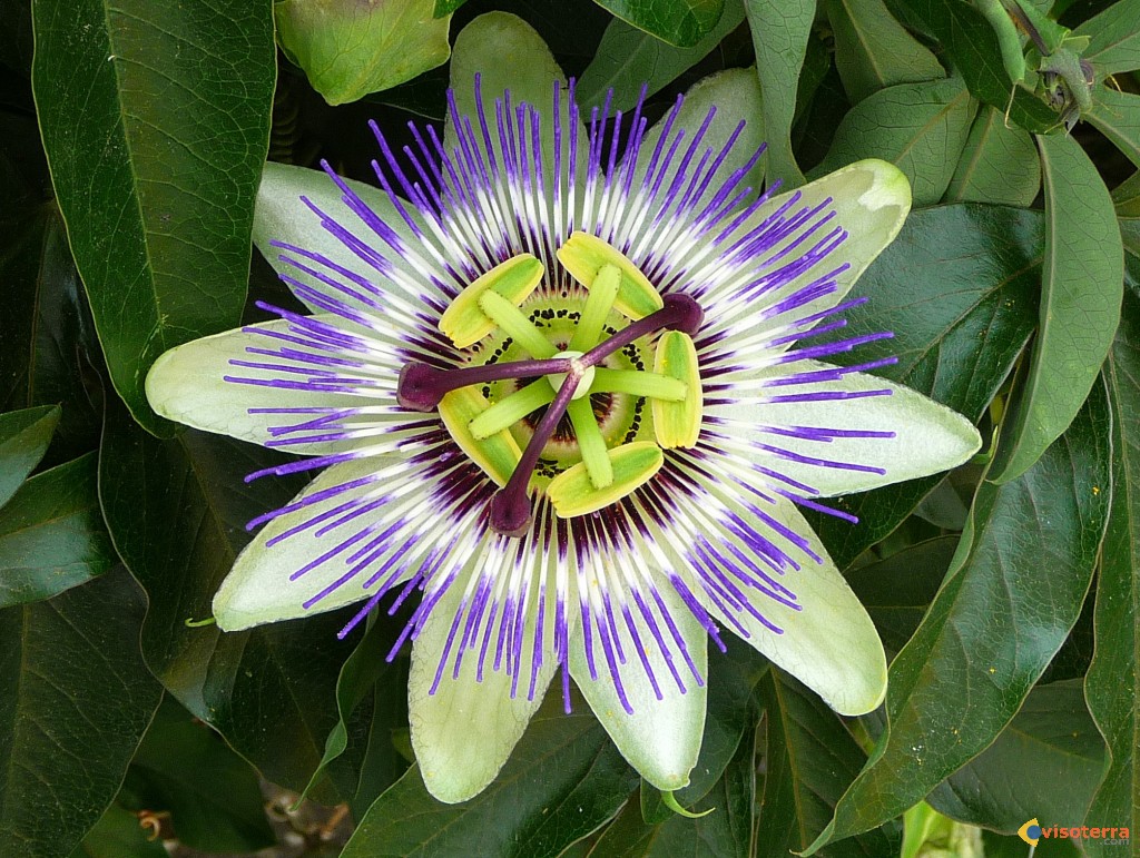 Annexe passiflore-d-istrie-visoterra-40632.jpg