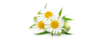 Annexe téléchargement.jpg