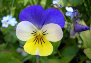 Annexe Pensée-sauvage1-300x210.jpg