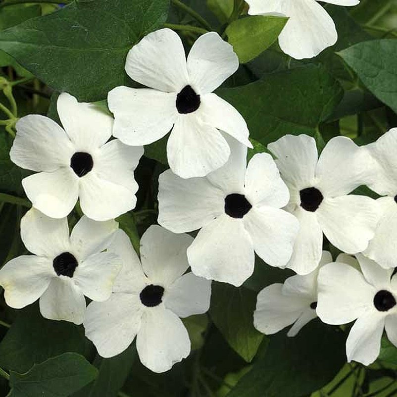 Annexe suzanne aux yeux noirs.jpg