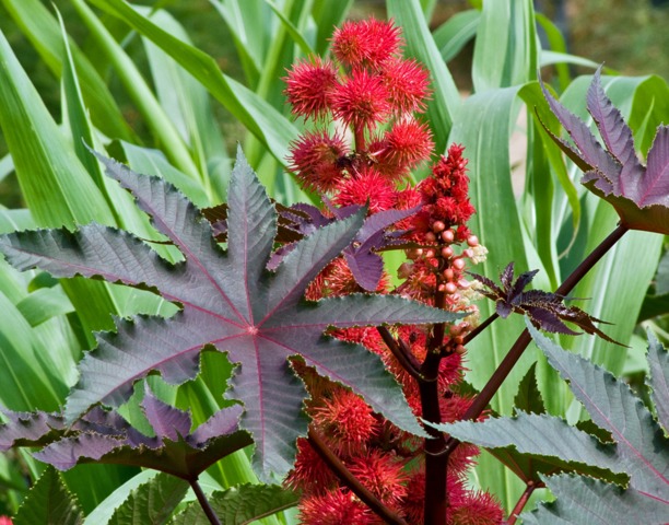 Annexe ricin-feuille-fruit.jpg