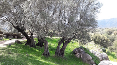 Annexe olivier.jpg 1.jpg