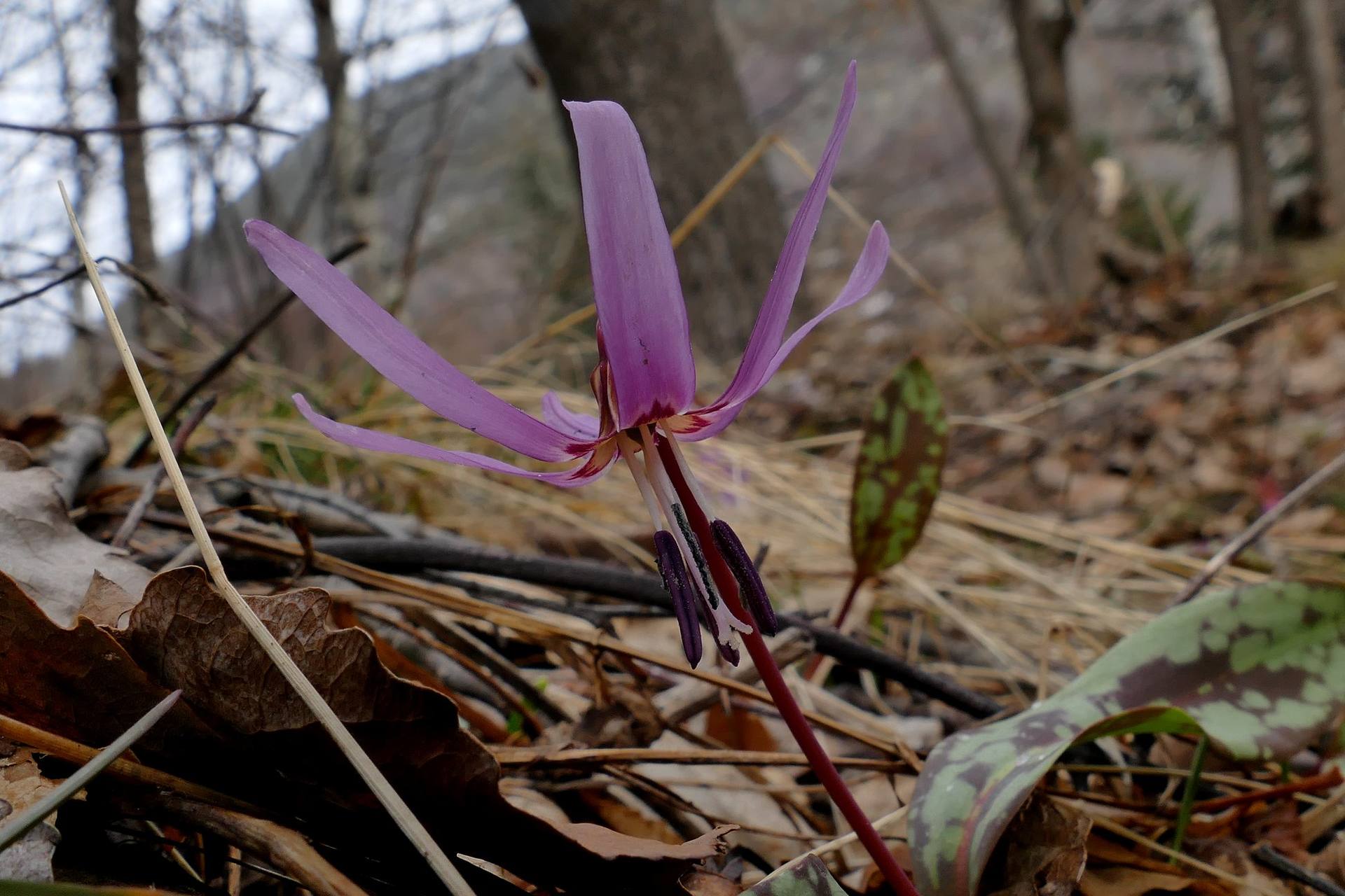Annexe Dent-de-chien.jpg