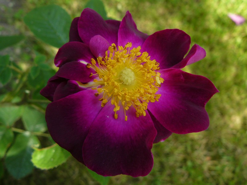 Annexe La Belle sultane.jpg