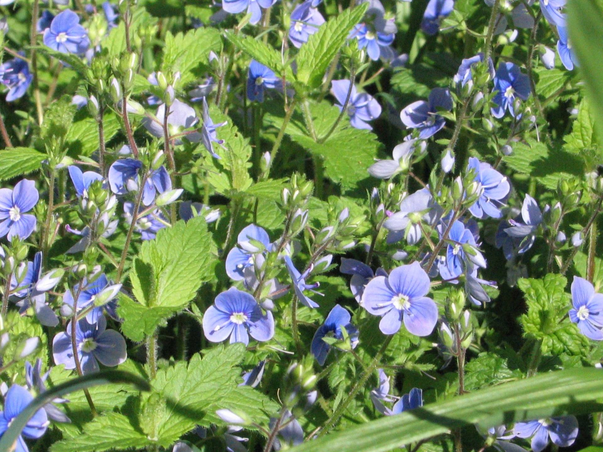 Annexe Veronica parsica.jpg